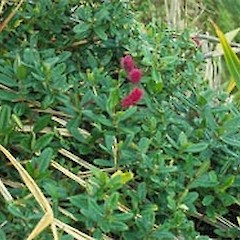 Hebe speciosa, wild plant, Maunganui Bluff.<br>Photographer: Mike Bayly, Licence: All rights reserved.