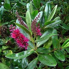 Hebe speciosa.<br>Photographer: Phil Garnock-Jones, Licence: <a target='_blank' href='https://creativecommons.org/licenses/by-nc/4.0'>CC BY-NC</a>.