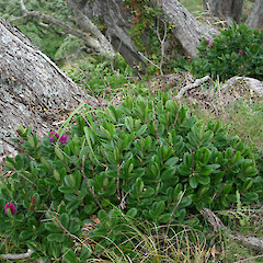 Hebe speciosa.<br>Photographer: Wayne Bennett, Licence: <a target='_blank' href='https://creativecommons.org/licenses/by-nc/4.0'>CC BY-NC</a>. <a class='member-message' href='/nzpcn/why-join-nzpcn/' target='_blank'>Members can view a larger version of this image.</a>