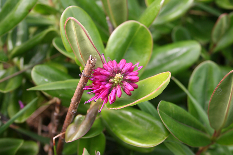 How do I fertilize my New Zealand hebe? - PictureThis