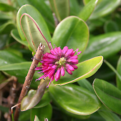 Flower of Hebe speciosa.<br>Photographer: Wayne Bennett, Licence: <a target='_blank' href='https://creativecommons.org/licenses/by-nc/4.0'>CC BY-NC</a>. <a class='member-message' href='/nzpcn/why-join-nzpcn/' target='_blank'>Members can view a larger version of this image.</a>