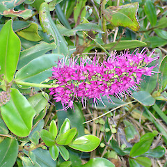 Hebe speciosa at Maunganui Bluff.<br>Photographer: Bill Campbell, Date taken: 16/06/2007, Licence: <a target='_blank' href='https://creativecommons.org/licenses/by-nc/4.0'>CC BY-NC</a>. <a class='member-message' href='/nzpcn/why-join-nzpcn/' target='_blank'>Members can view a larger version of this image.</a>