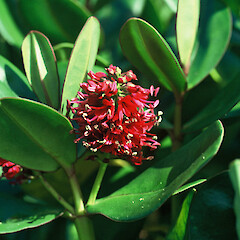 Hebe speciosa, wild flowering plant, Mokau River Mouth.<br>Photographer: Gillian M. Crowcroft, Date taken: 01/08/1992, Licence: All rights reserved. <a class='member-message' href='/nzpcn/why-join-nzpcn/' target='_blank'>Members can view a larger version of this image.</a>