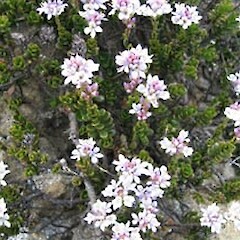 Veronica maccaskillii