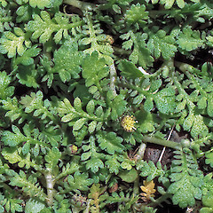 In cultivation ex Titahi Bay.<br>Photographer: Jeremy R. Rolfe, Date taken: 01/11/2003, Licence: <a target='_blank' href='https://creativecommons.org/licenses/by/4.0'>CC BY</a>.