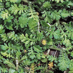 In cultivation ex Titahi Bay.<br>Photographer: Jeremy R. Rolfe, Date taken: 01/11/2003, Licence: <a target='_blank' href='https://creativecommons.org/licenses/by/4.0'>CC BY</a>. <a class='member-message' href='/nzpcn/why-join-nzpcn/' target='_blank'>Members can view a larger version of this image.</a>