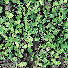 Growth habit. Titahi Bay.<br>Photographer: Jeremy R. Rolfe, Licence: <a target='_blank' href='https://creativecommons.org/licenses/by/4.0'>CC BY</a>.