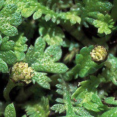 Leaves and capitula . In cultivation ex Titahi Bay.<br>Photographer: Jeremy R. Rolfe, Date taken: 01/11/2003, Licence: <a target='_blank' href='https://creativecommons.org/licenses/by/4.0'>CC BY</a>.