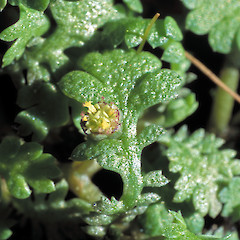 Leaves and capitula . In cultivation ex Titahi Bay.<br>Photographer: Jeremy R. Rolfe, Date taken: 01/11/2003, Licence: <a target='_blank' href='https://creativecommons.org/licenses/by/4.0'>CC BY</a>.