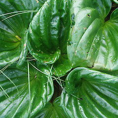 Kaingaroa, Chatham Islands.<br>Photographer: John Sawyer, Licence: <a target='_blank' href='https://creativecommons.org/licenses/by-nc/4.0'>CC BY-NC</a>.