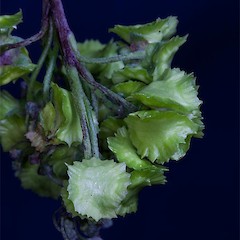fruit. Cultivated Dunedin.<br>Photographer: Mike Thorsen, Licence: All rights reserved.