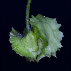 fruit. Cultivated Dunedin.<br>Photographer: Mike Thorsen, Licence: All rights reserved.