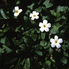 Flowers.<br>Photographer: Cathy Jones, Licence: <a target='_blank' href='https://creativecommons.org/licenses/by/4.0'>CC BY</a>.