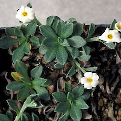 Myosotis colensoi.<br>Photographer: Alastair Robertson, Licence: All rights reserved.