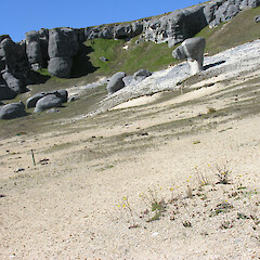 Habitat at Castle Hill.<br>Photographer: Mike Thorsen, Licence: All rights reserved. <a class='member-message' href='/nzpcn/why-join-nzpcn/' target='_blank'>Members can view a larger version of this image.</a>