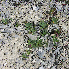 Castlehill.<br>Photographer: Mike Thorsen, Licence: All rights reserved. <a class='member-message' href='/nzpcn/why-join-nzpcn/' target='_blank'>Members can view a larger version of this image.</a>