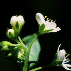 Close up of flower.<br>Photographer: Shannel Courtney, Licence: <a target='_blank' href='https://creativecommons.org/licenses/by-nc/4.0'>CC BY-NC</a>.