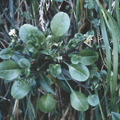 No caption.<br>Photographer: Bec Stanley, Licence: <a target='_blank' href='https://creativecommons.org/licenses/by-sa/4.0'>CC BY-SA</a>.