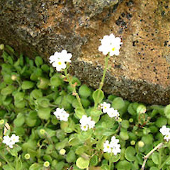 Taken in October, cultivated.<br>Photographer: John Smith-Dodsworth, Licence: <a target='_blank' href='https://creativecommons.org/licenses/by-nc/4.0'>CC BY-NC</a>.
