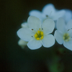 Myosotis petiolata var. pansa.<br>Photographer: Bec Stanley, Licence: <a target='_blank' href='https://creativecommons.org/licenses/by-sa/4.0'>CC BY-SA</a>.