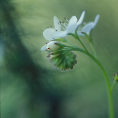 Myosotis petiolata var. pansa.<br>Photographer: Bec Stanley, Licence: <a target='_blank' href='https://creativecommons.org/licenses/by-sa/4.0'>CC BY-SA</a>.