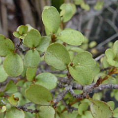 Mt Burnett, Golden Bay.<br>Photographer: Simon Walls, Licence: <a target='_blank' href='https://creativecommons.org/licenses/by-nc/4.0'>CC BY-NC</a>.