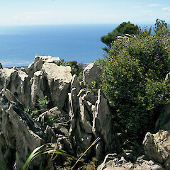Dolomite Karrenfield, South Peak, Mt Burnett.<br>Photographer: Gillian M. Crowcroft, Licence: All rights reserved. <a class='member-message' href='/nzpcn/why-join-nzpcn/' target='_blank'>Members can view a larger version of this image.</a>