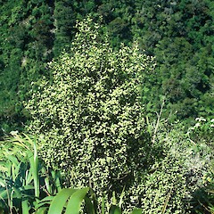 Three Sisters Quarry, Mt Burnett, January 2001.<br>Photographer: Peter J de Lange, Licence: <a target='_blank' href='https://creativecommons.org/licenses/by-nc/4.0'>CC BY-NC</a>. <a class='member-message' href='/nzpcn/why-join-nzpcn/' target='_blank'>Members can view a larger version of this image.</a>
