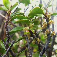 In flower, Mt Burnett, NW Nelson.<br>Photographer: Simon Walls, Date taken: 01/10/2013, Licence: <a target='_blank' href='https://creativecommons.org/licenses/by-nc/4.0'>CC BY-NC</a>. <a class='member-message' href='/nzpcn/why-join-nzpcn/' target='_blank'>Members can view a larger version of this image.</a>