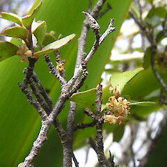 In flower, Mt Burnett, NW Nelson.<br>Photographer: Simon Walls, Date taken: 01/10/2013, Licence: <a target='_blank' href='https://creativecommons.org/licenses/by-nc/4.0'>CC BY-NC</a>. <a class='member-message' href='/nzpcn/why-join-nzpcn/' target='_blank'>Members can view a larger version of this image.</a>