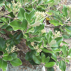 Olearia pachyphylla