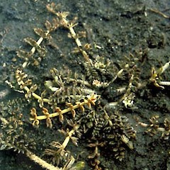 Close up of Oreomyrrhis colensoi var. delicatula.<br>Photographer: Colin C. Ogle, Licence: <a target='_blank' href='https://creativecommons.org/licenses/by-nc/4.0'>CC BY-NC</a>.