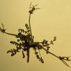 Oreomyrrhis colensoi var. delicatula specimen.<br>Photographer: Cathy Jones, Licence: <a target='_blank' href='https://creativecommons.org/licenses/by/4.0'>CC BY</a>.