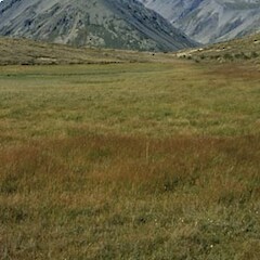 Oreomyrrhis colensoi var. delicatula habitat, Marlborough.<br>Photographer: Cathy Jones, Licence: <a target='_blank' href='https://creativecommons.org/licenses/by/4.0'>CC BY</a>. <a class='member-message' href='/nzpcn/why-join-nzpcn/' target='_blank'>Members can view a larger version of this image.</a>