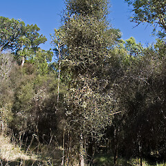 South Wairarapa.<br>Photographer: Jeremy R. Rolfe, Date taken: 15/02/2009, Licence: <a target='_blank' href='https://creativecommons.org/licenses/by/4.0'>CC BY</a>. <a class='member-message' href='/nzpcn/why-join-nzpcn/' target='_blank'>Members can view a larger version of this image.</a>
