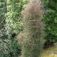 Pittosporum obcordatum.<br>Photographer: John Barkla, Licence: <a target='_blank' href='https://creativecommons.org/licenses/by/4.0'>CC BY</a>. <a class='member-message' href='/nzpcn/why-join-nzpcn/' target='_blank'>Members can view a larger version of this image.</a>