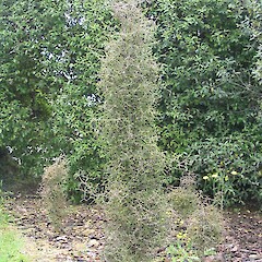 Pittosporum obcordatum, cultivated.<br>Photographer: John Barkla, Licence: <a target='_blank' href='https://creativecommons.org/licenses/by/4.0'>CC BY</a>. <a class='member-message' href='/nzpcn/why-join-nzpcn/' target='_blank'>Members can view a larger version of this image.</a>