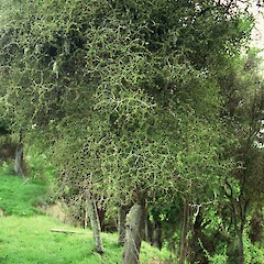 Ruamahanga River, Wairarapa.<br>Photographer: Peter J de Lange, Licence: <a target='_blank' href='https://creativecommons.org/licenses/by-nc/4.0'>CC BY-NC</a>. <a class='member-message' href='/nzpcn/why-join-nzpcn/' target='_blank'>Members can view a larger version of this image.</a>