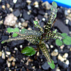 Juvenile foliage.<br>Photographer: Bill Clarkson, Licence: <a target='_blank' href='https://creativecommons.org/licenses/by-nc/4.0'>CC BY-NC</a>. <a class='member-message' href='/nzpcn/why-join-nzpcn/' target='_blank'>Members can view a larger version of this image.</a>