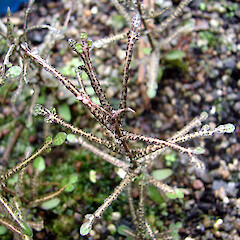 Juvenile foliage.<br>Photographer: Bill Clarkson, Licence: <a target='_blank' href='https://creativecommons.org/licenses/by-nc/4.0'>CC BY-NC</a>. <a class='member-message' href='/nzpcn/why-join-nzpcn/' target='_blank'>Members can view a larger version of this image.</a>
