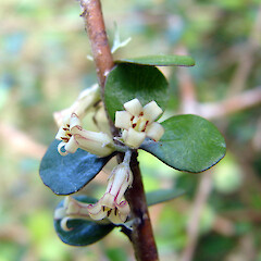 In cultivation.<br>Photographer: Bill Clarkson, Date taken: 28/10/2013, Licence: <a target='_blank' href='https://creativecommons.org/licenses/by-nc/4.0'>CC BY-NC</a>. <a class='member-message' href='/nzpcn/why-join-nzpcn/' target='_blank'>Members can view a larger version of this image.</a>