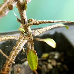 Cultivated seedling ex-Taihape showing typically diverse leaf shapes and colours.<br>Photographer: Colin C. Ogle, Date taken: 11/02/2019, Licence: <a target='_blank' href='https://creativecommons.org/licenses/by-nc/4.0'>CC BY-NC</a>.