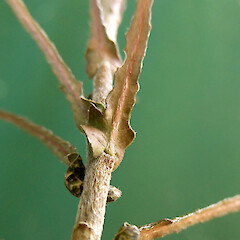 Cultivated seedling ex-Taihape showing bases of juvenile leaves.<br>Photographer: Colin C. Ogle, Date taken: 11/02/2019, Licence: <a target='_blank' href='https://creativecommons.org/licenses/by-nc/4.0'>CC BY-NC</a>. <a class='member-message' href='/nzpcn/why-join-nzpcn/' target='_blank'>Members can view a larger version of this image.</a>