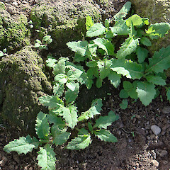 Seedlings, North Meyer Island, Kermadec Islands. May 2011.<br>Photographer: Peter J de Lange, Licence: <a target='_blank' href='https://creativecommons.org/licenses/by-nc/4.0'>CC BY-NC</a>. <a class='member-message' href='/nzpcn/why-join-nzpcn/' target='_blank'>Members can view a larger version of this image.</a>
