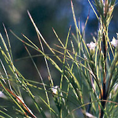 Dracophyllum urvilleanum