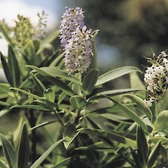 Hebe barkeri in flower, Ex Cult. Chatham (Rekohu) Island, Tuku a Tamatea Nature Reserve, December 1997.<br>Photographer: Peter J de Lange, Licence: <a target='_blank' href='https://creativecommons.org/licenses/by-nc/4.0'>CC BY-NC</a>.
