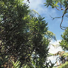 Hebe barkeri tree, Chatham (Rekohu) Island, Tuku River.<br>Photographer: Peter J de Lange, Date taken: 01/02/1996, Licence: <a target='_blank' href='https://creativecommons.org/licenses/by-nc/4.0'>CC BY-NC</a>.