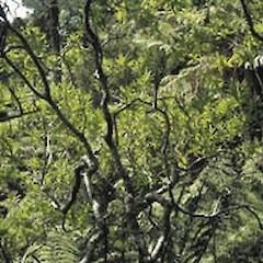 Showing branching system and foliage, Tuku a Tamatea Nature Reserve, Abyssian Ridge.<br>Photographer: Peter J de Lange, Date taken: 01/02/1996, Licence: <a target='_blank' href='https://creativecommons.org/licenses/by-nc/4.0'>CC BY-NC</a>.