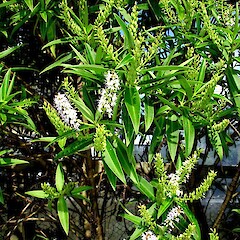 Hebe barkeri in flower.<br>Photographer: Peter J de Lange, Licence: <a target='_blank' href='https://creativecommons.org/licenses/by-nc/4.0'>CC BY-NC</a>. <a class='member-message' href='/nzpcn/why-join-nzpcn/' target='_blank'>Members can view a larger version of this image.</a>