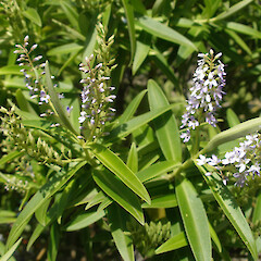Chatham Islands.<br>Photographer: John Sawyer, Licence: <a target='_blank' href='https://creativecommons.org/licenses/by-nc/4.0'>CC BY-NC</a>. <a class='member-message' href='/nzpcn/why-join-nzpcn/' target='_blank'>Members can view a larger version of this image.</a>
